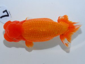 岡山錦鱗会 西関脇　谷澤清隆　高松