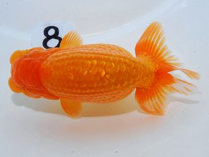 岡山錦鱗会 東小結　福岡耕治　岡山