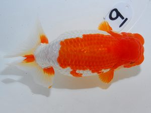 岡山錦鱗会 西小結　宮澤　宏　福山