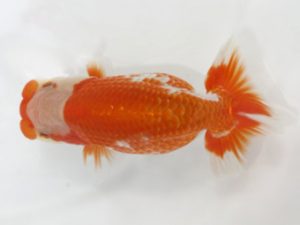 岡崎愛錦会　東大関　天野茂雄　安城