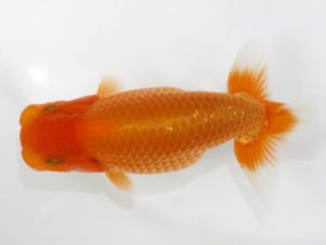 岡崎愛錦会　西大関　立松和三　名古屋