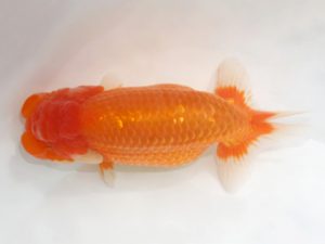 岡崎愛錦会　立行司　宇野正志　長久手