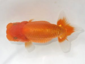 岡崎愛錦会　西取締　米岡泰治　名古屋