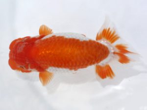 岡崎愛錦会　東大関　荒井実明　西尾