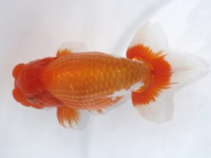 岡崎愛錦会　西大関　宇野正志　長久手