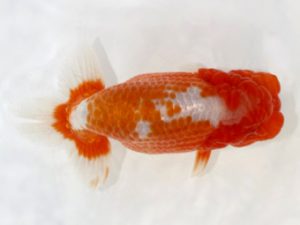 岡崎愛錦会　東取締　小笠原　茂　碧南