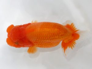 岡崎愛錦会　西取締　井土孝一　岡崎