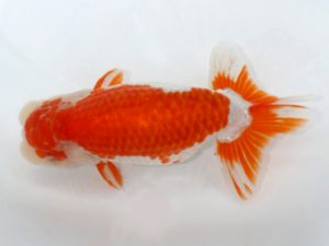 岡崎愛錦会　西大関　荒井実明　西尾