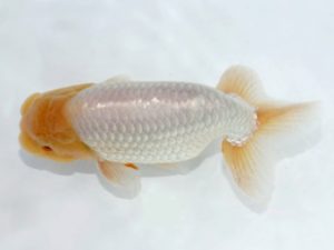 岡崎愛錦会　立行司　井土孝一　岡崎