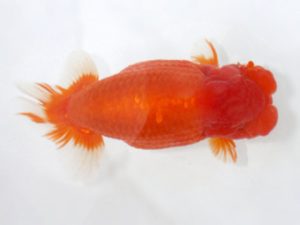 岡崎愛錦会　東取締　杉浦博治　安城