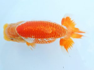 尾張優魚会　東大関　十河哲也　武豊（愛知県知事賞）