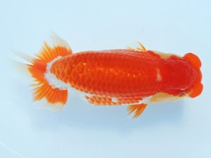 尾張優魚会　西大関　小濱照明　三重