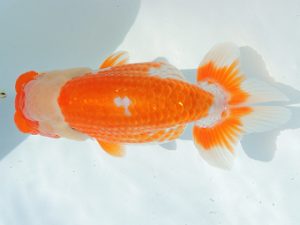 尾張優魚会　立行司　小濱照明　三重