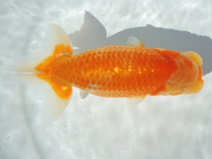 尾張優魚会　東取締　十河哲也　武