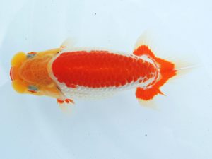 尾張優魚会　竹内　宏　名古屋（愛知県議会議長賞）