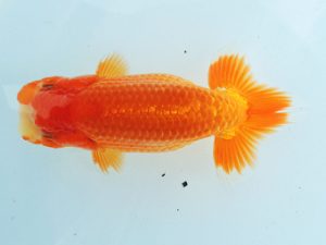 尾張優魚会　西大関　高津晴彦　可児