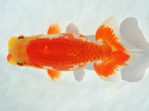 尾張優魚会　立行司　山田芳人　清須