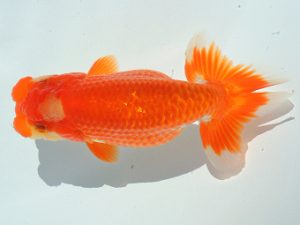 尾張優魚会　西取締　小早川義幸　半田