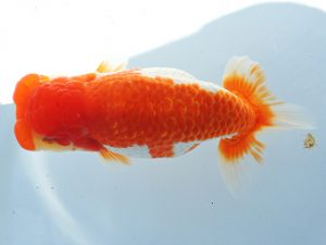 尾張優魚会　西大関　沢田光孝　半田