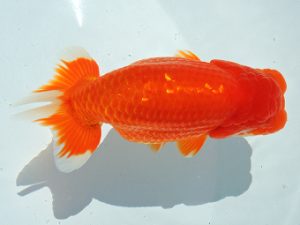 尾張優魚会　立行司　川口　功　尾張