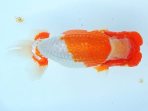 尾張優魚会　東取締　小山徹志　山梨