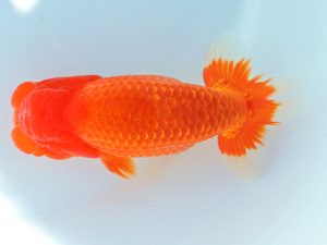 尾張優魚会　西取締　野口　弘　半田