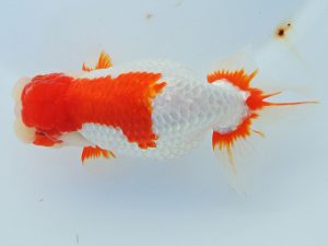 尾張優魚会　東大関　川口敦司　稲沢（愛知県知事賞）