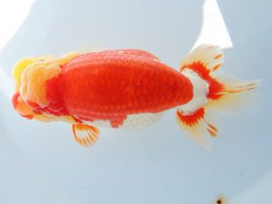 尾張優魚会　西大関　辻　敏秋　那智勝浦