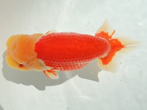 尾張優魚会　立行司　目時勝太郎　西尾