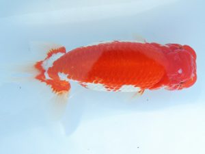 尾張優魚会　東取締　川口　功　尾張