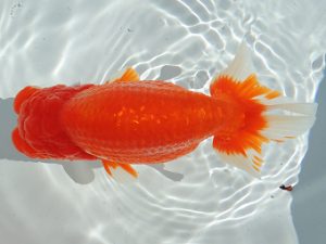 尾張優魚会　西取締　山下庸博　和歌山