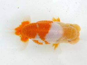 両毛愛魚会　研究会　二位　中村正志