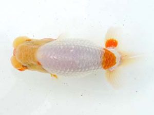 両毛愛魚会　研究会　三位　中村正志