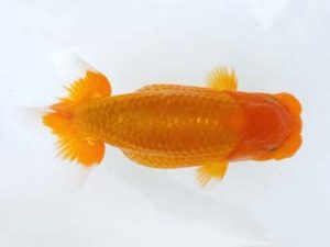 両毛愛魚会　研究会　四位　北島欣一