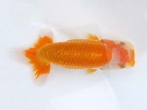 両毛愛魚会　研究会　五位　佐俣　幸