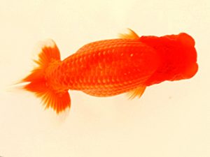 日蘭佐賀　東大関　東　秀明　佐賀