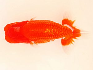 日蘭佐賀　東取締　八坂幸二　大分らんちう会