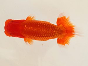 日蘭佐賀　西取締　木本道白　福岡