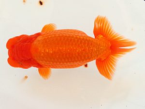 日蘭佐賀　東取締　小野裕基　大分らんちう会