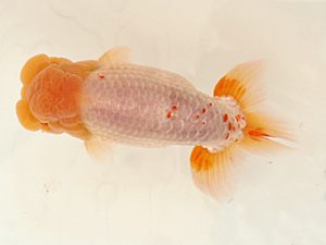 日蘭佐賀　西取締　橋岡信行　大分らんちう会