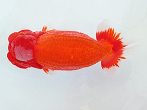 日蘭佐賀　西大関　宮副弘行　佐賀