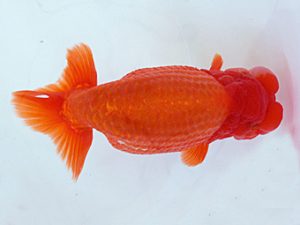 日蘭佐賀　立行司　吉賀敏雄　大分らんちう会