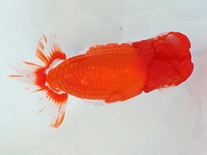 日蘭佐賀　東取締　内田輝雄　佐賀