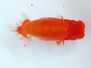 日蘭佐賀　西取締　八木廣光　佐賀