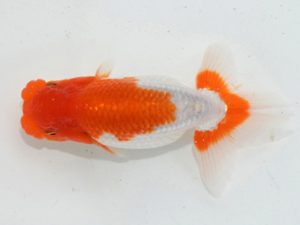 埼玉らんちう会　第三回研究会　西大関　田巻洋一郎