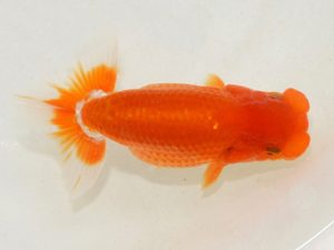 埼玉らんちう会　第三回研究会　立行司　 田巻洋一郎