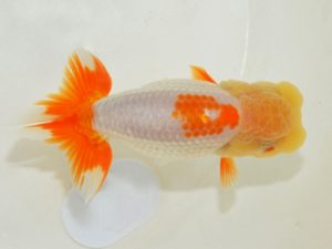 埼玉らんちう会　第三回研究会　取締一　水澤文彦