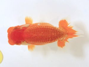 讃岐らんちゅう愛好会　東大関　難波　正　岡山