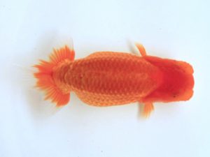 讃岐らんちゅう愛好会　西大関　西口武志　大阪