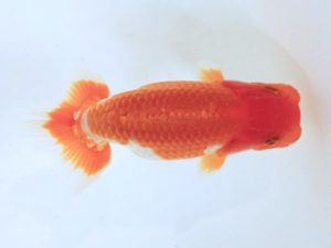 讃岐らんちゅう愛好会　立行司　森田智洋　広島